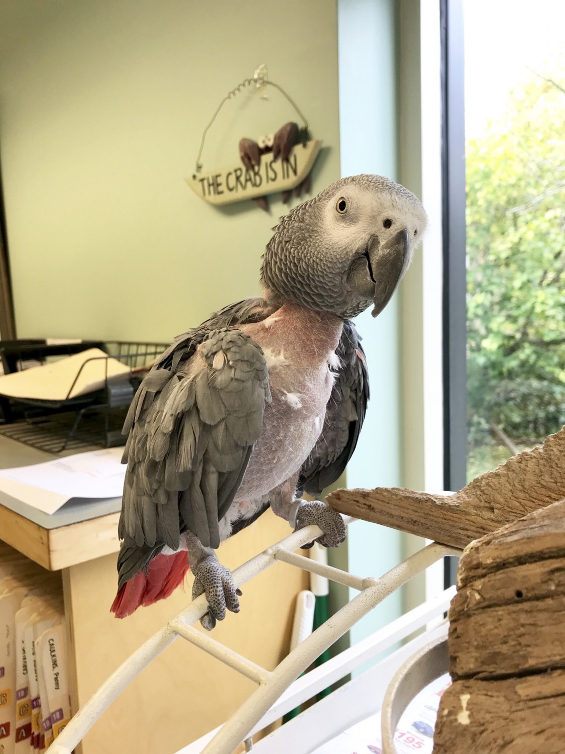 Alice is an African Grey