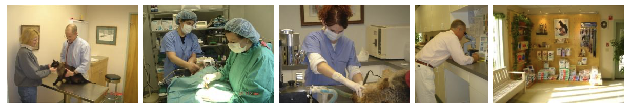 Mixed Services Photos - Exams, Surgery, Dental Care, Dietary